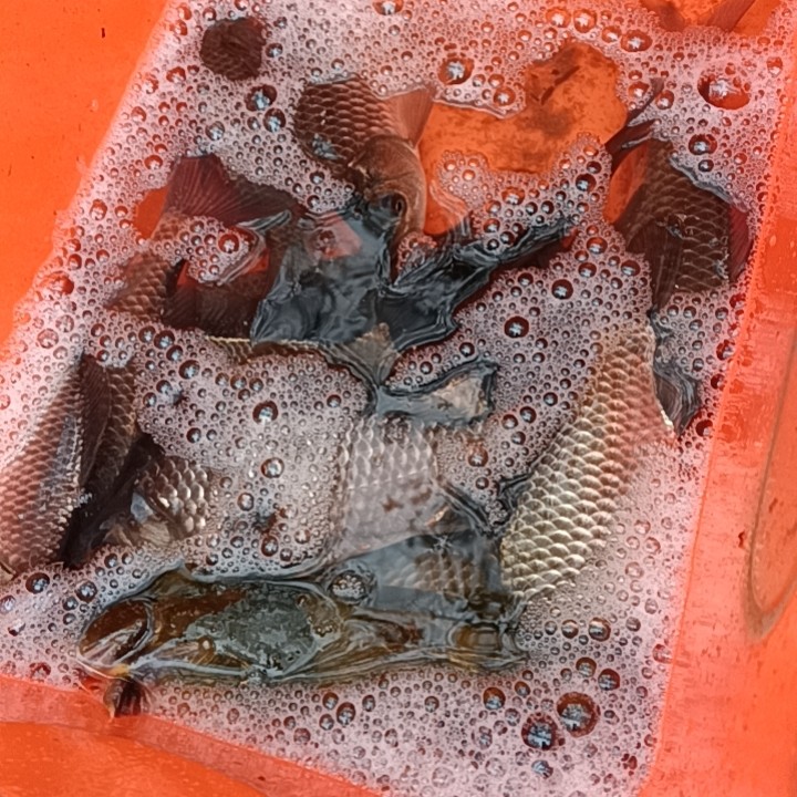 एवीसीटीआर